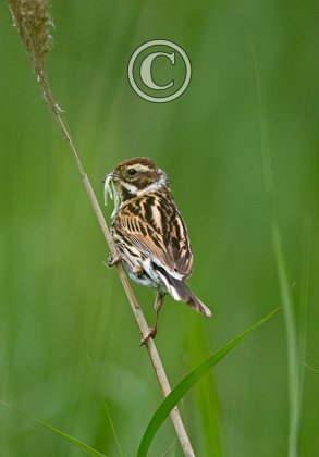 Female Reed Bunting DM1787